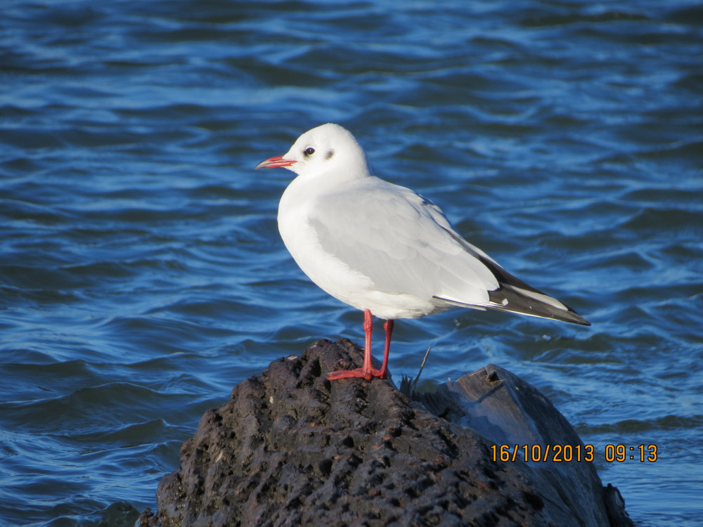 Орманда таяқпен ұрған